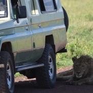 The lions in the Ngorongoro Crater enjoyed the shade of our safari vehicles.