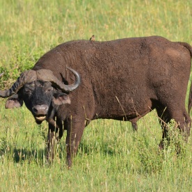 You can tell this is a male African buffalo because his horns join on top of his head.