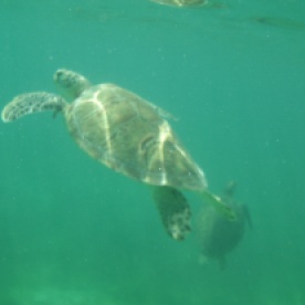 Sea Turtle Dude 2